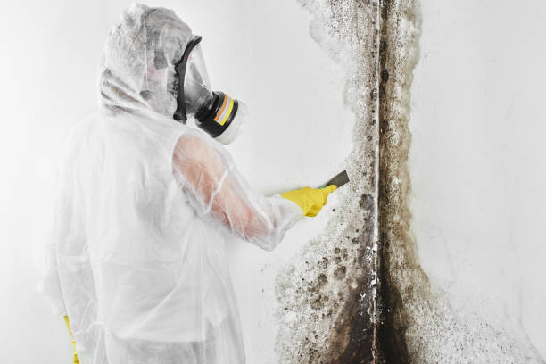 Best Commercial Mold Removal  in Laporte, CO