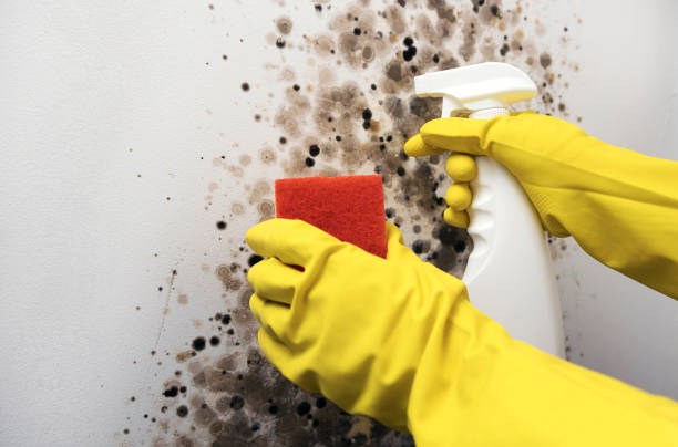 Best Toxic Mold Removal  in Laporte, CO