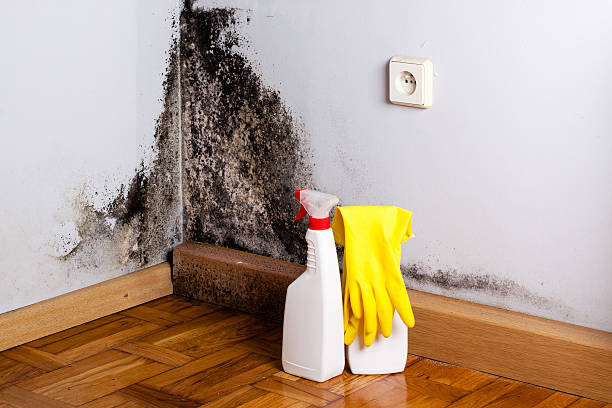 Mold Removal and Inspection in Laporte, CO